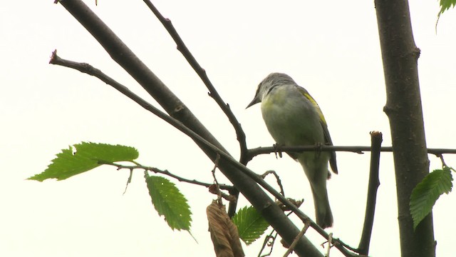 gullvingeparula x blåvingeparula (F1 hybrid) - ML484212