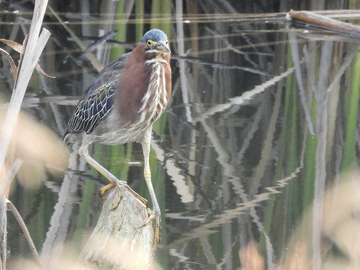 Green Heron - ML484212641