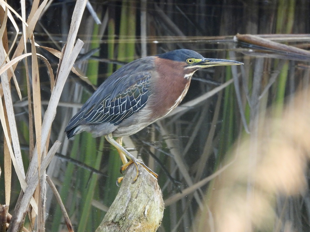 Green Heron - ML484212661