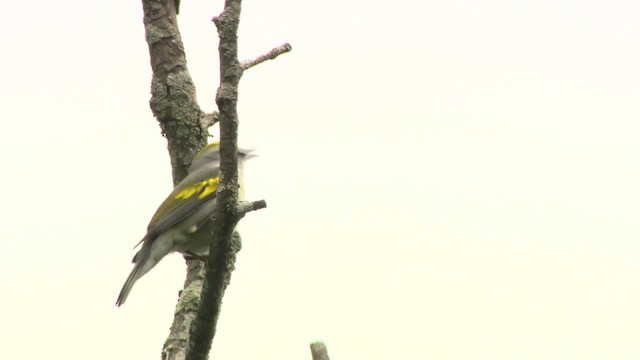 Brewster's Warbler (hybrid) - ML484213