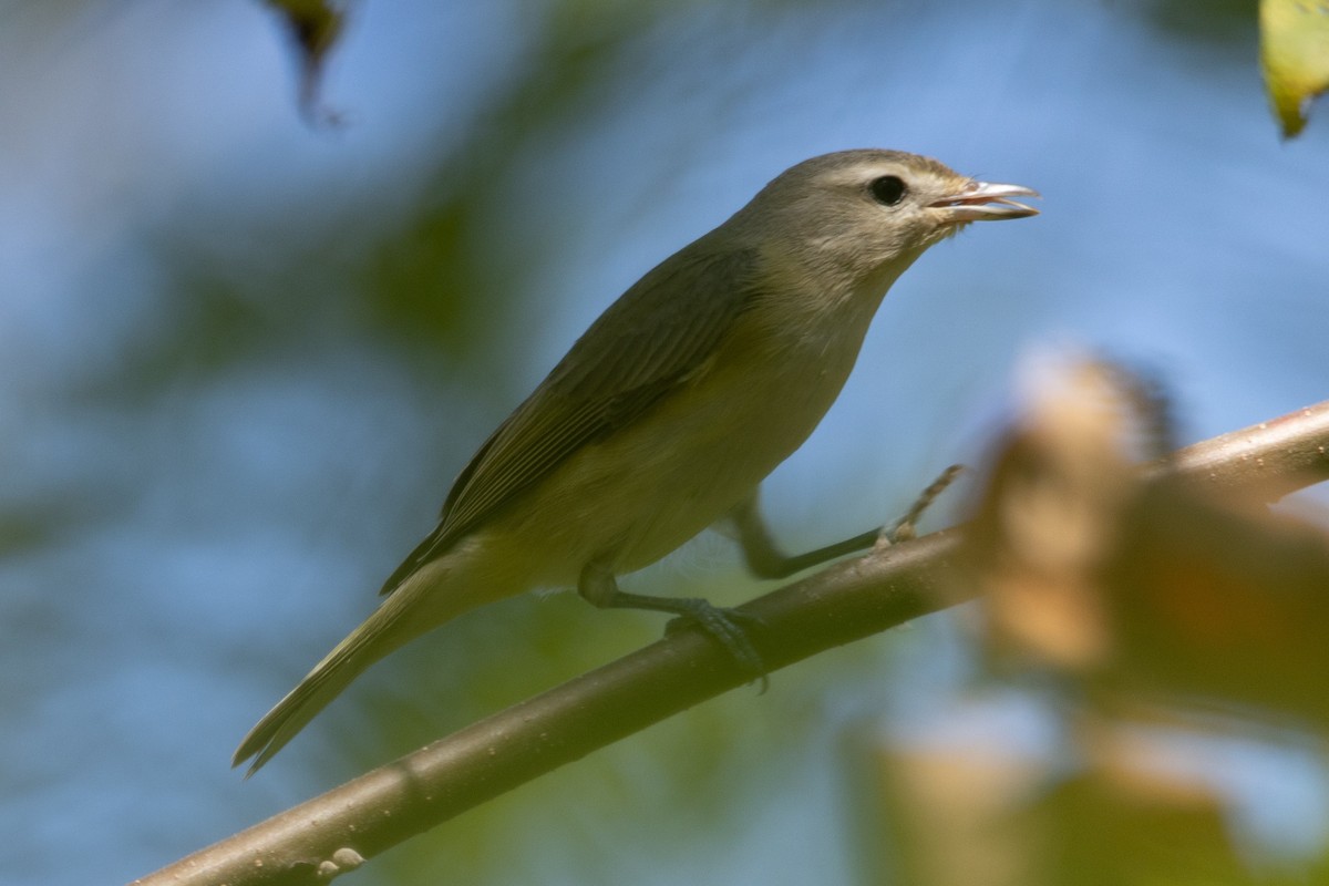 Warbling Vireo - ML484213781