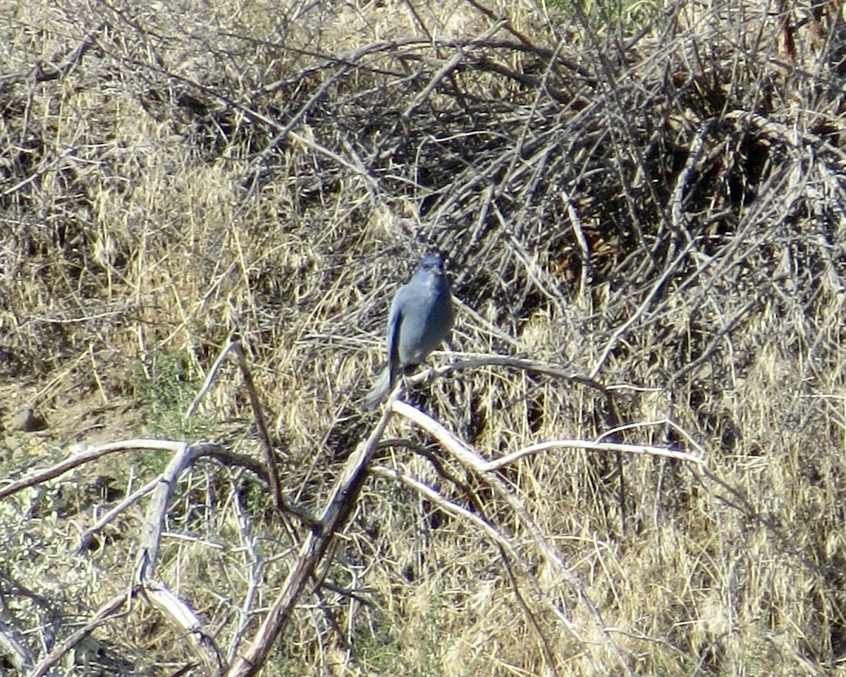 Pinyon Jay - Thomas Wurster