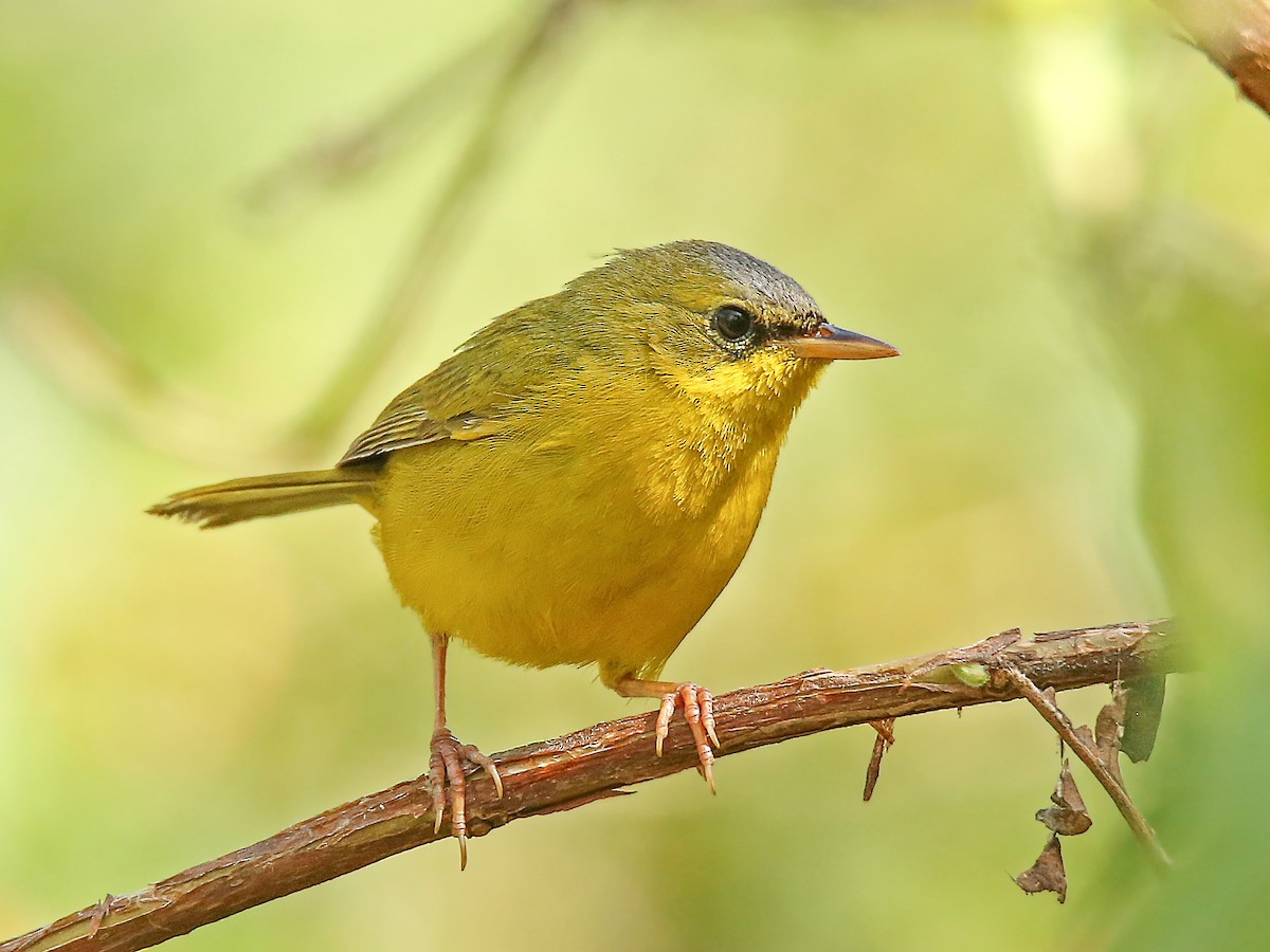 Black-lored Yellowthroat - Geothlypis auricularis - Birds of the World