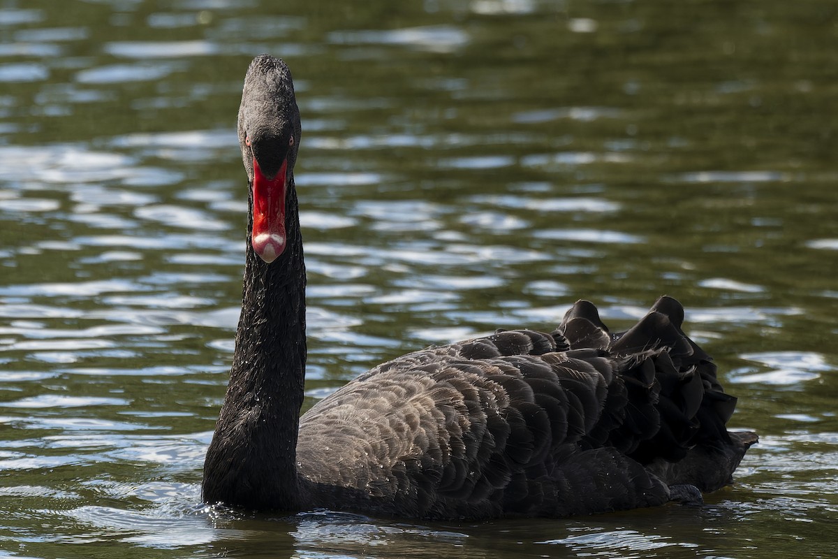 Black Swan - ML484214781