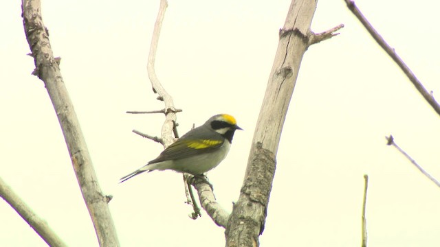 Golden-winged Warbler - ML484215