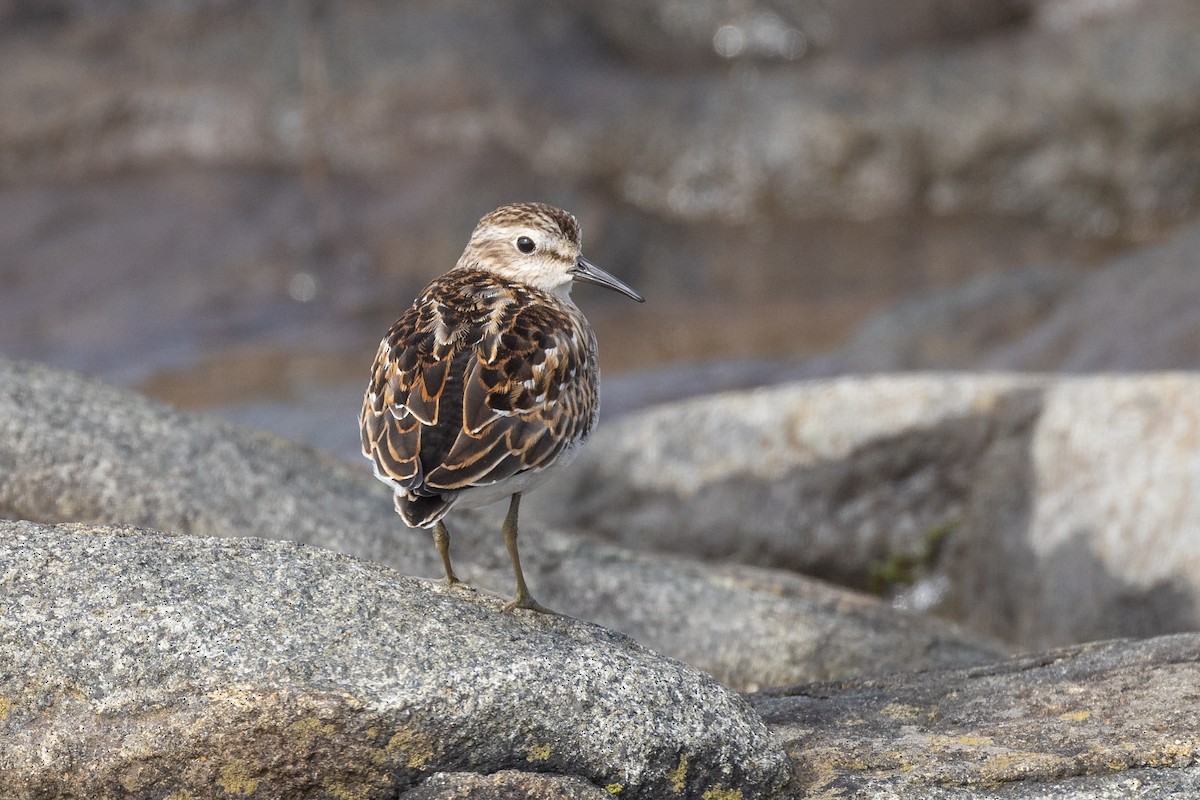 Least Sandpiper - Lyall Bouchard