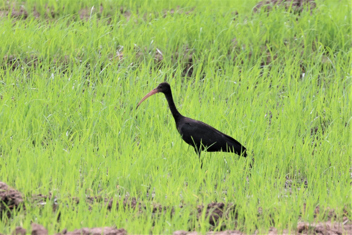 ibis tmavý - ML484216231
