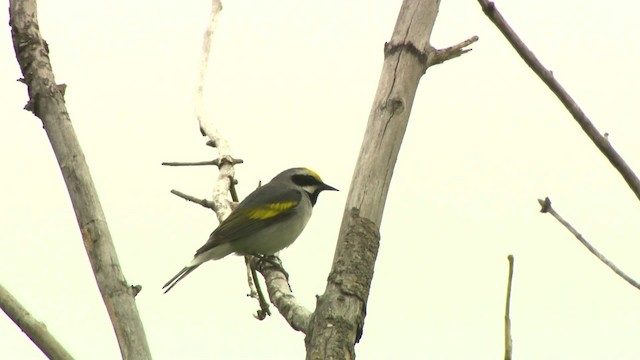 Golden-winged Warbler - ML484217