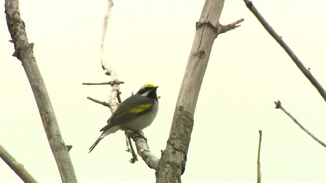 Golden-winged Warbler - ML484218