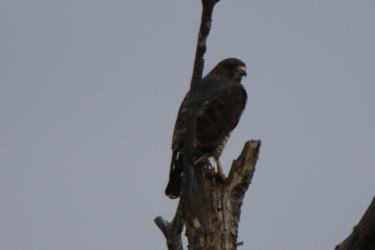 Broad-winged Hawk - ML484218641