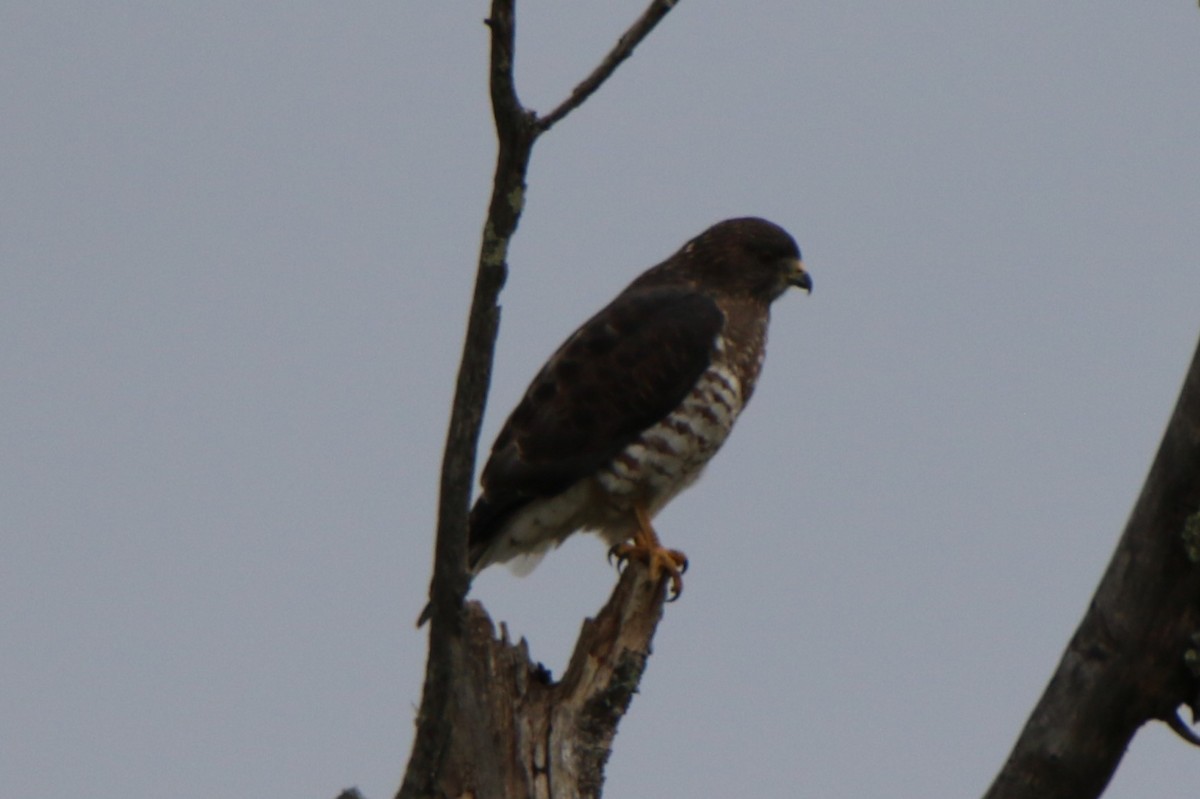 Broad-winged Hawk - ML484218651