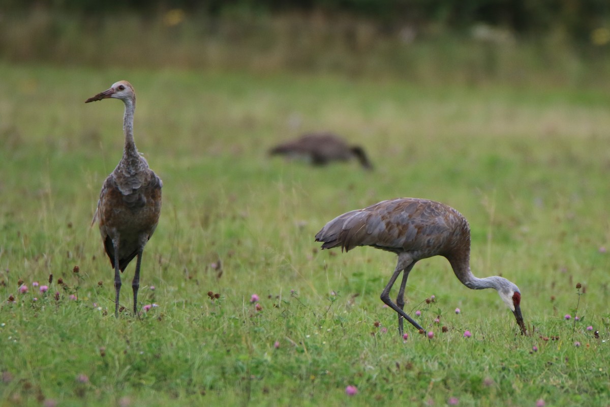 Sandhill Crane - Joe Baldwin