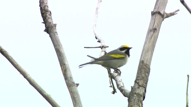 Golden-winged Warbler - ML484219