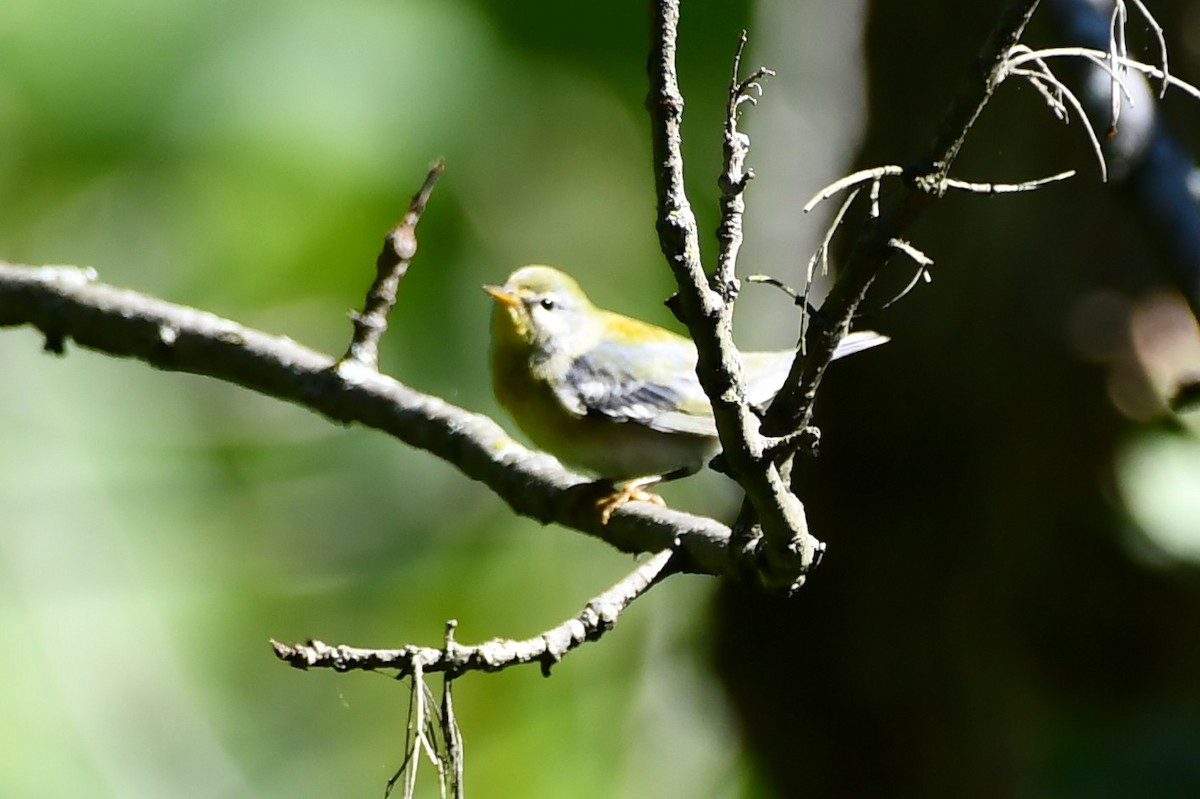 Northern Parula - ML484219011