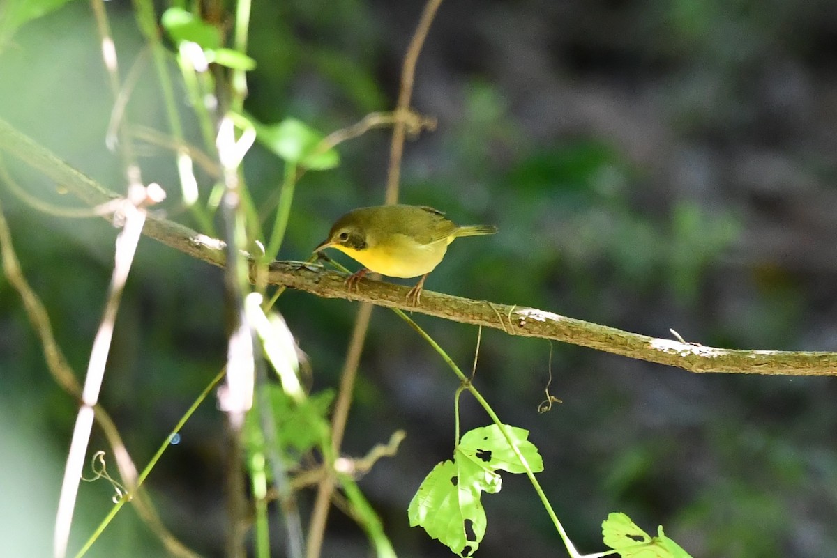 Common Yellowthroat - ML484219071