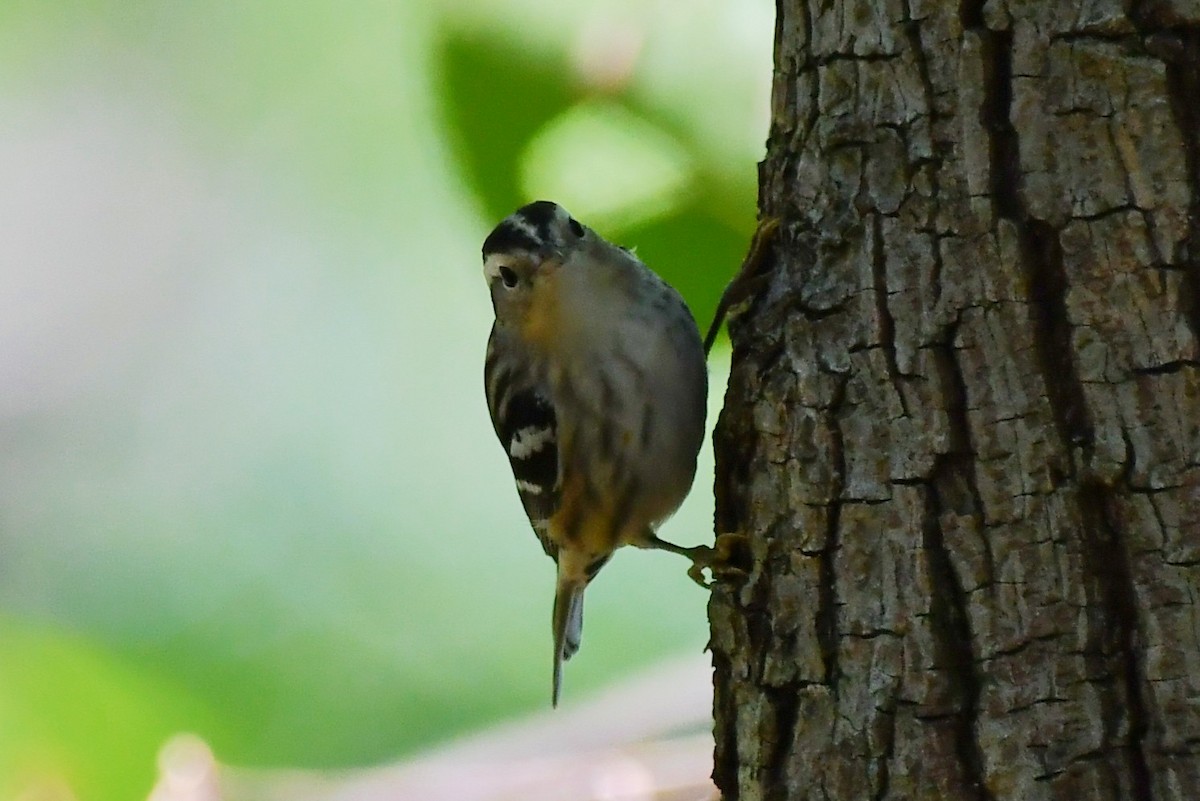 Black-and-white Warbler - ML484219441