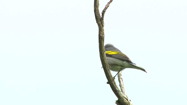 Golden-winged Warbler - ML484220