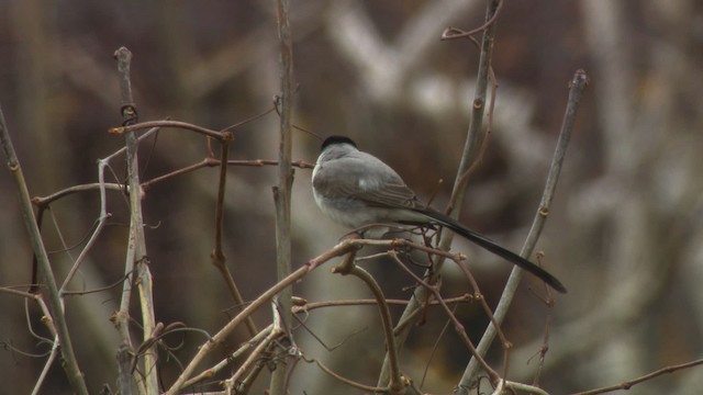 Fork-tailed Flycatcher - ML484221