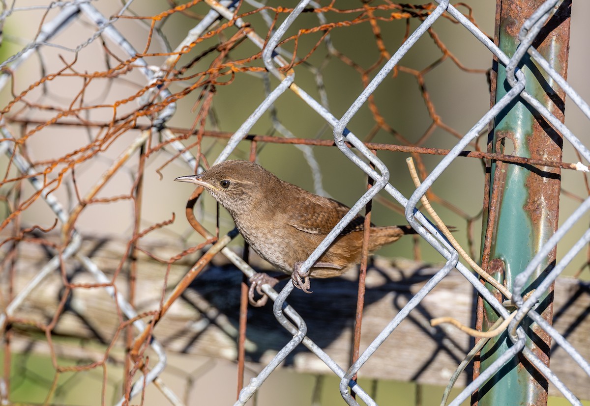 House Wren - Matthew Sabourin