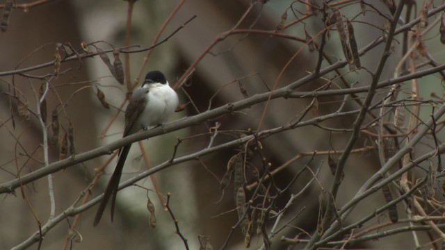 Fork-tailed Flycatcher - ML484222