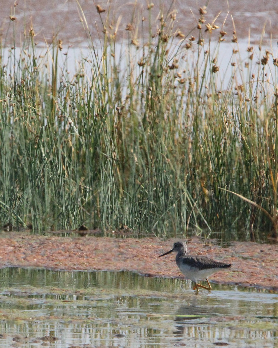 Greater Yellowlegs - Gary Rains