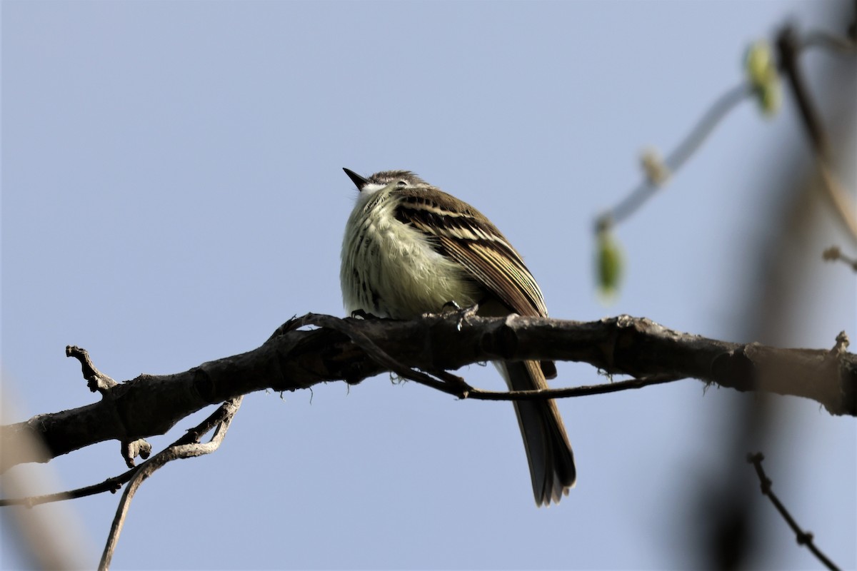 White-throated Tyrannulet - Russ Namitz