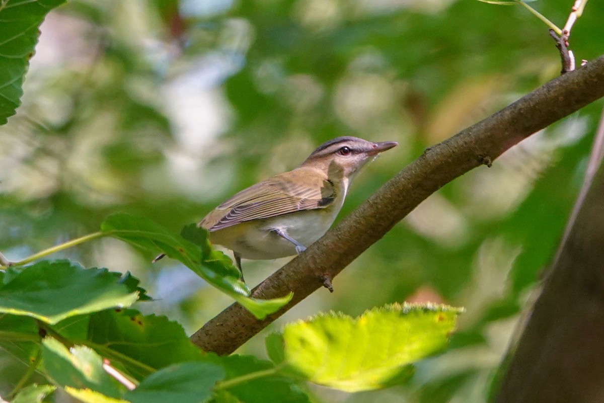 Red-eyed Vireo - Peter  Dy-Liacco