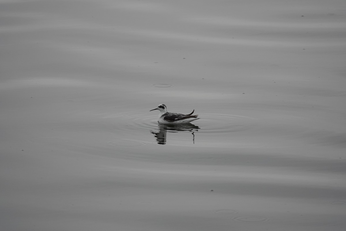 Red-necked Phalarope - ML484224491