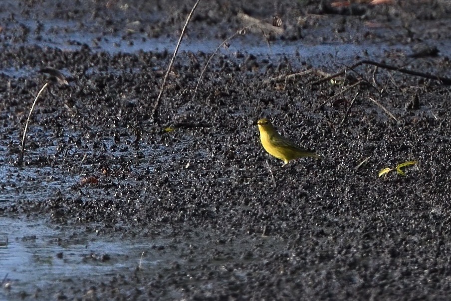 Yellow Warbler (Northern) - ML484224701