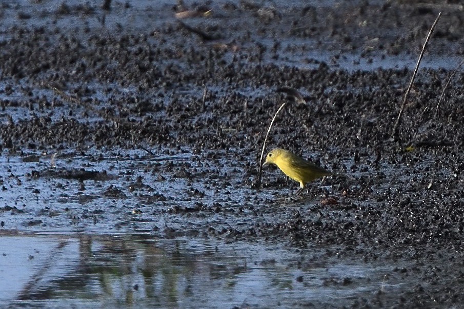 Yellow Warbler (Northern) - ML484224711