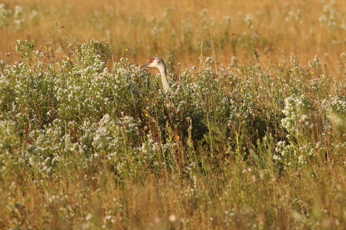 Sandhill Crane - ML484225141