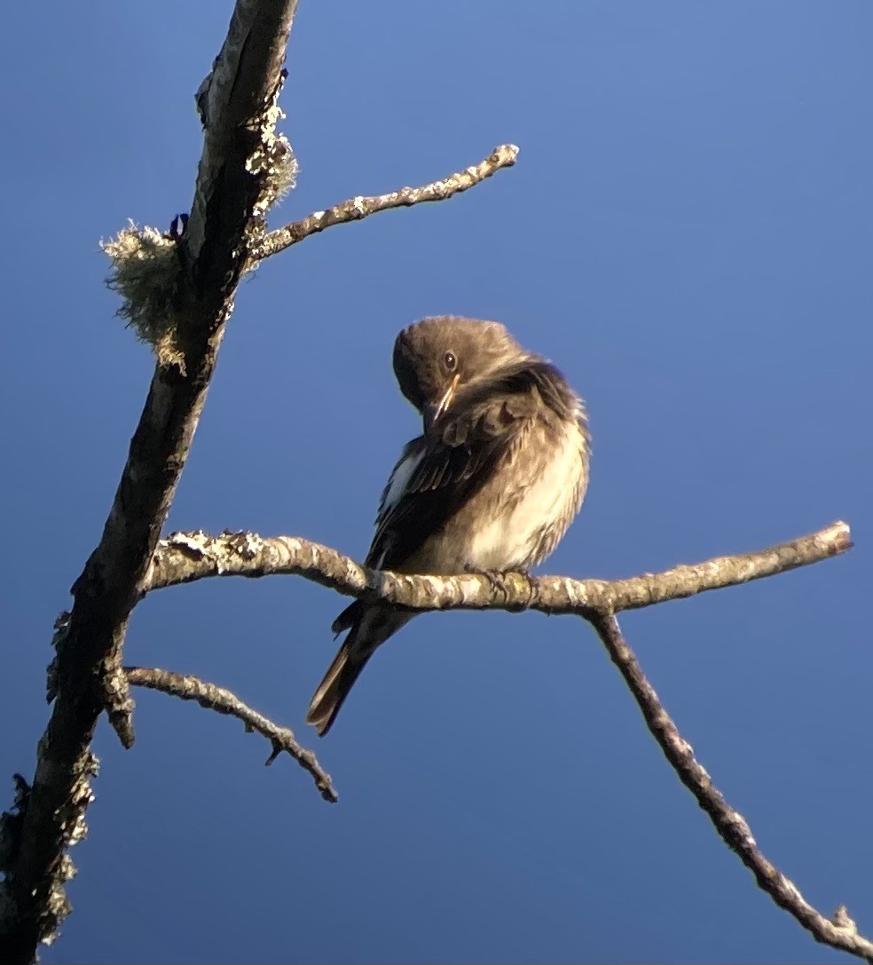 Olive-sided Flycatcher - ML484225151