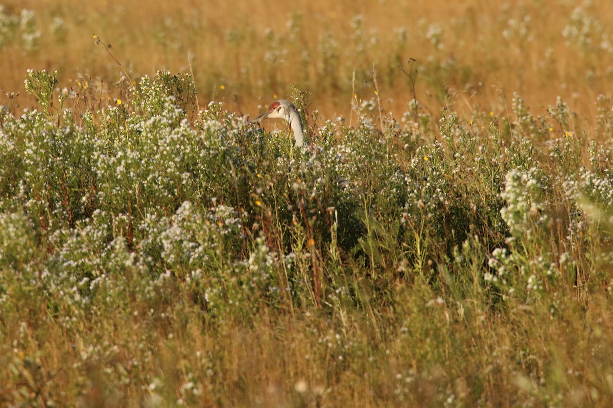 Sandhill Crane - Todd Hagedorn