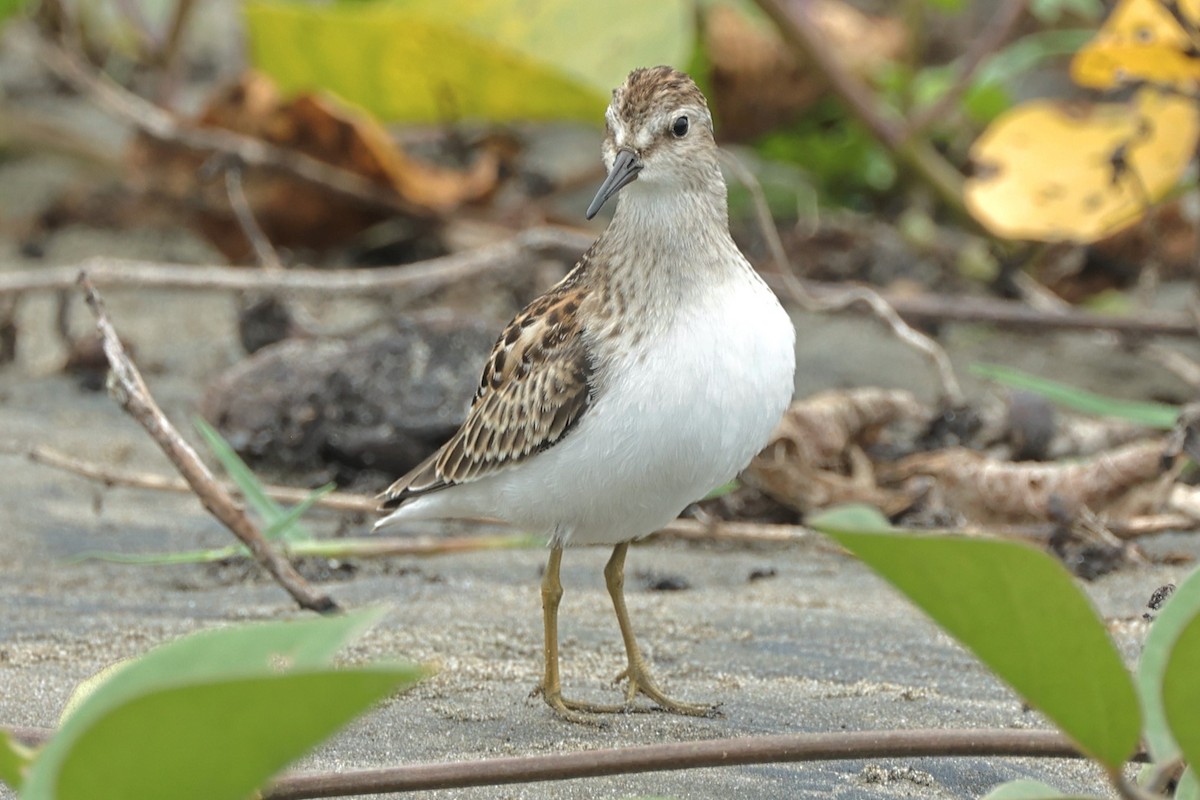 Least Sandpiper - ML484225301