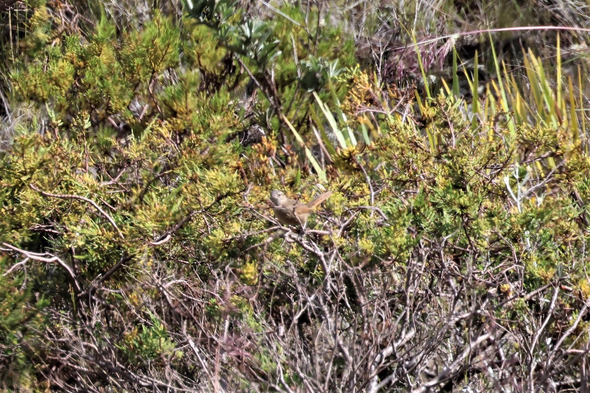 Perija Thistletail - ML484225771