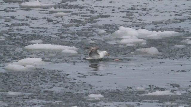 Fulmar boréal (rodgersii) - ML484227