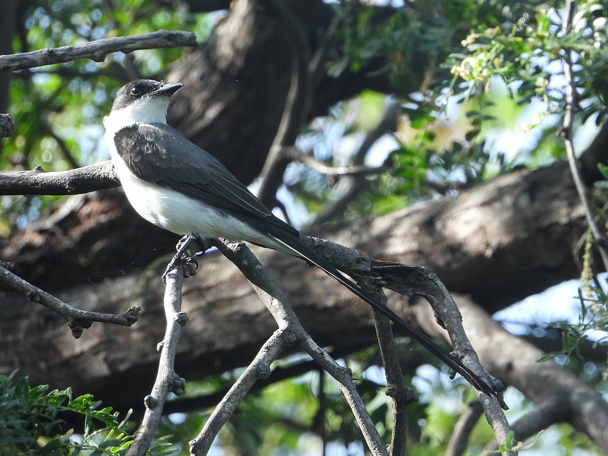 Fork-tailed Flycatcher - ML484227391