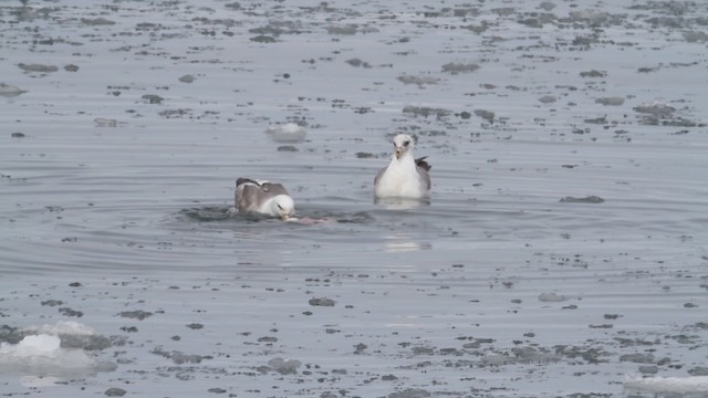 Northern Fulmar (Pacific) - ML484228