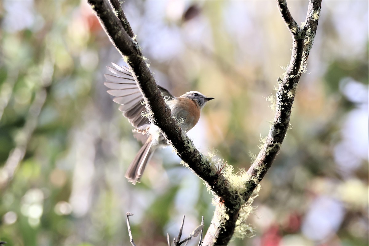 Rufous-breasted Chat-Tyrant - ML484228621