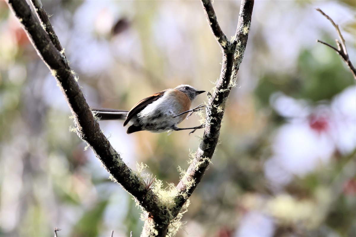 Rufous-breasted Chat-Tyrant - ML484228631