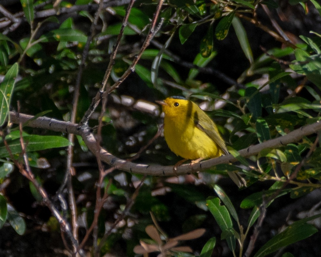 Wilson's Warbler - ML484228701