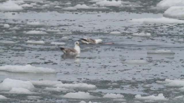 Northern Fulmar (Pacific) - ML484229