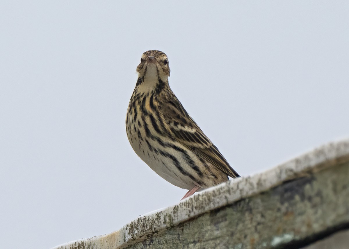 Pechora Pipit - ML484229641