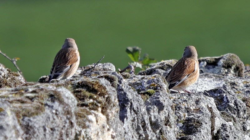 Eurasian Linnet - ML48422971