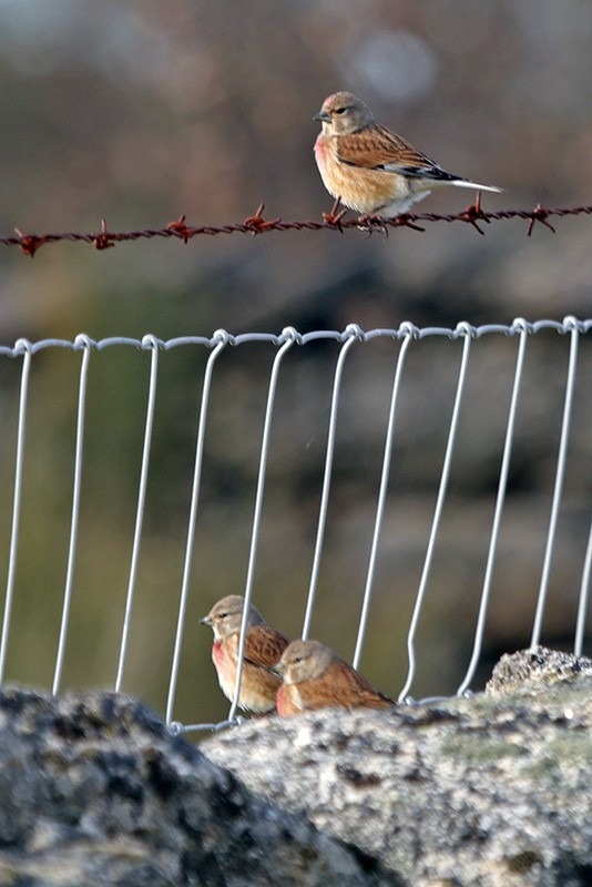 Eurasian Linnet - ML48422981