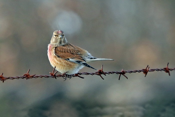 Eurasian Linnet - ML48422991