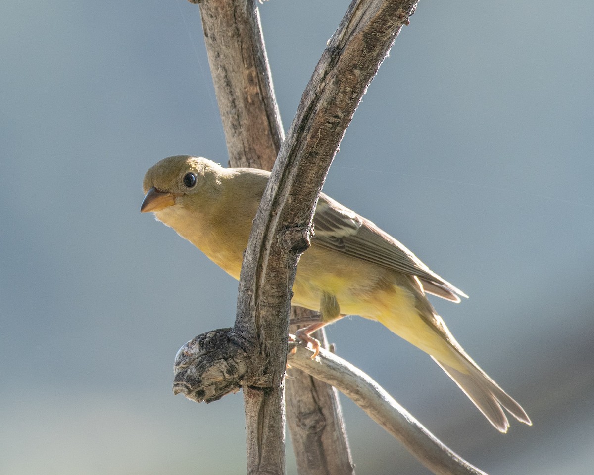 Western Tanager - ML484230561