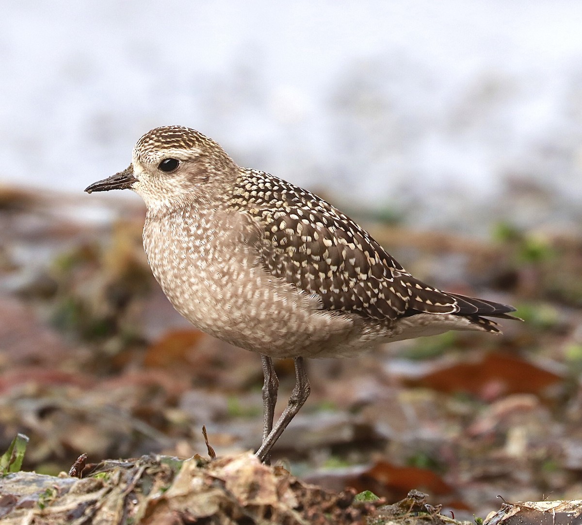 American Golden-Plover - maxine reid