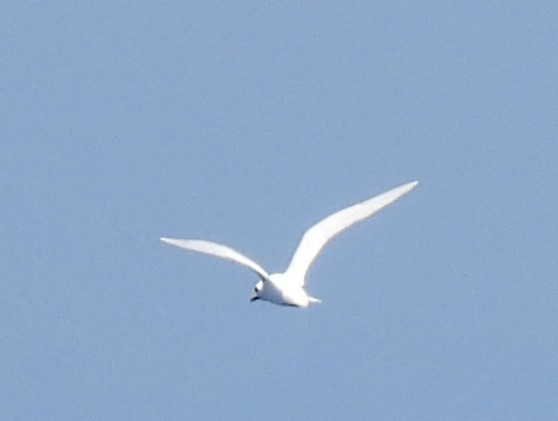 White Tern (Pacific) - ML484232991