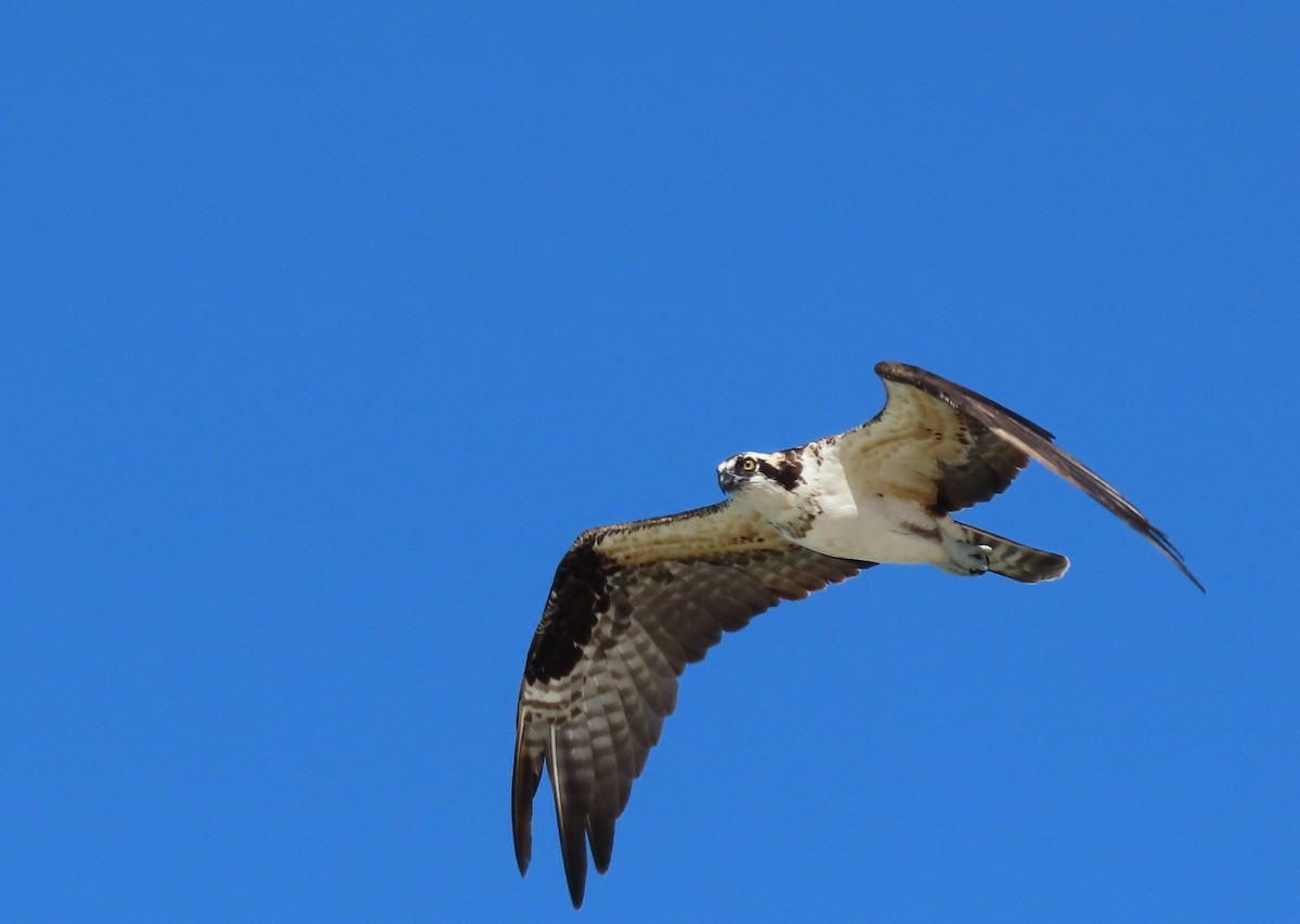 Osprey - ML484234471